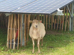 Sheep on the gras beneath solar panels.